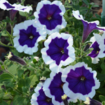 Petunia Crazytunia Blue Picotee